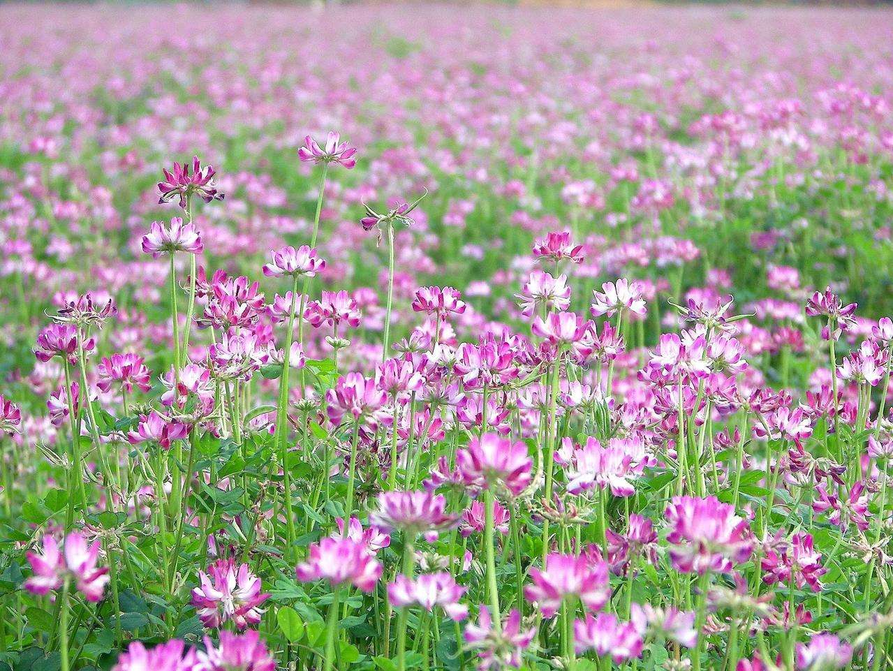 紅花草是紫云英嗎(紫云英和紅花草的區別) 紅花草是紫云英嗎(紫云英和紅花草的區別)