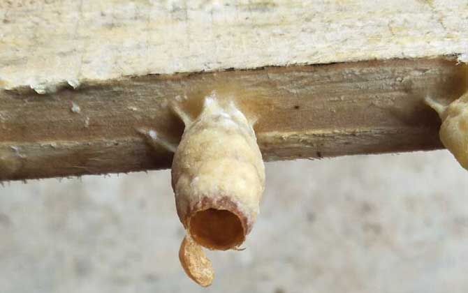 人造王臺里面放什么 人造王臺里面放什么