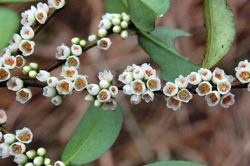 贛南地區烏桕樹什么月份開始流蜜（江西贛南主要的蜜源植物和花期介紹）