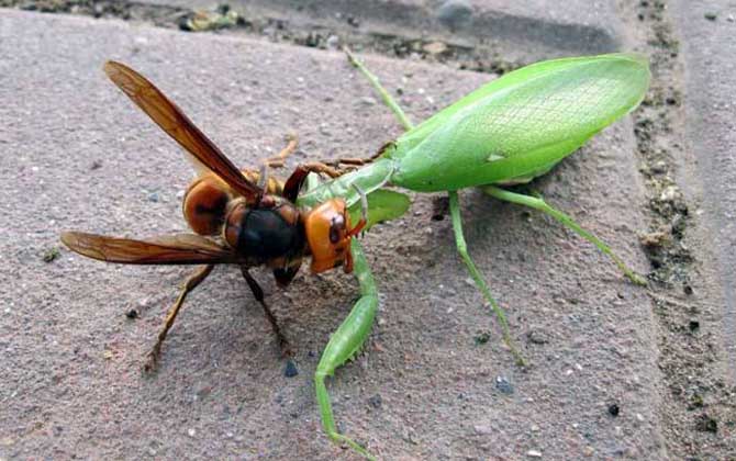 中國大虎頭蜂的天敵有哪些(大虎頭蜂的種類) 中國大虎頭蜂的天敵有哪些(大虎頭蜂的種類)