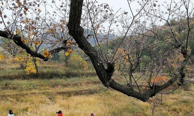 烏桕蜜樹有多少個品種(烏桕種類介紹 ) 烏桕蜜樹有多少個品種(烏桕種類介紹 )
