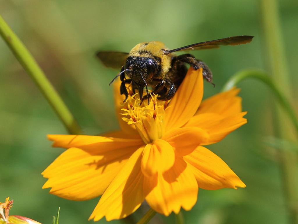 蜜蜂為什么要采花釀蜜 蜜蜂為什么要采花釀蜜