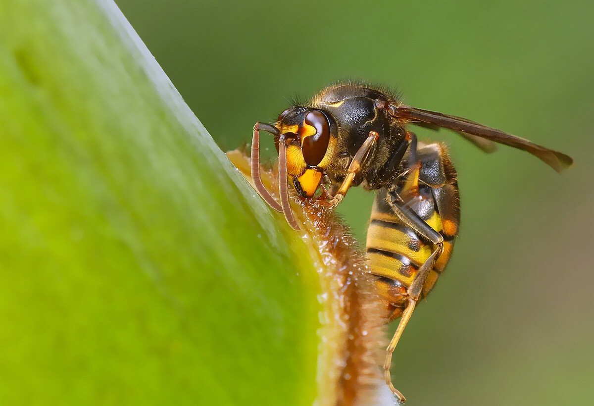 胡蜂采樹漿做什么(馬蜂啃樹漿做什么) 胡蜂采樹漿做什么(馬蜂啃樹漿做什么)