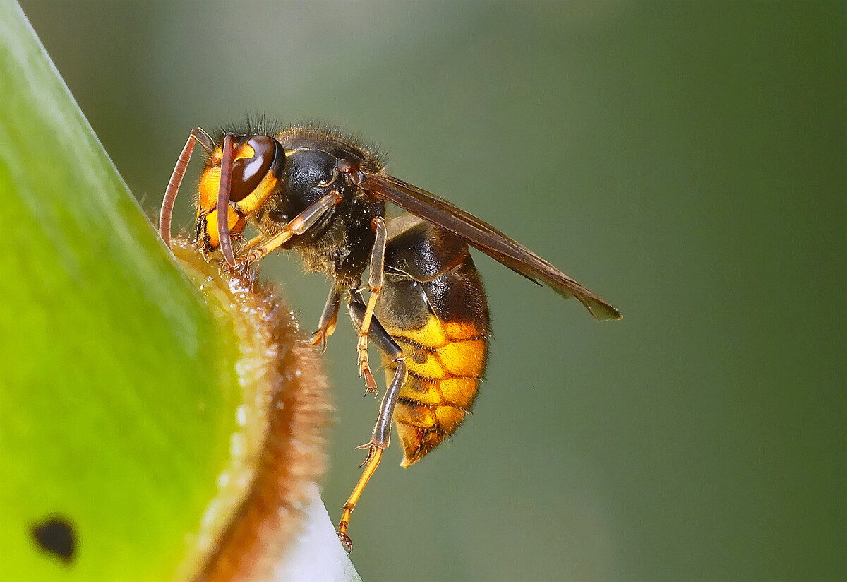 胡蜂采樹漿做什么(馬蜂啃樹漿做什么) 胡蜂采樹漿做什么(馬蜂啃樹漿做什么)