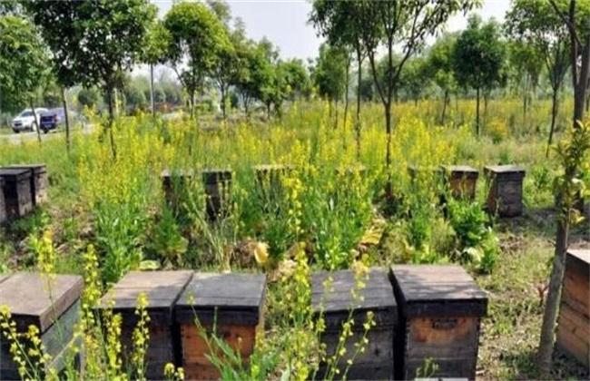 蜜蜂快速繁殖發展的方法