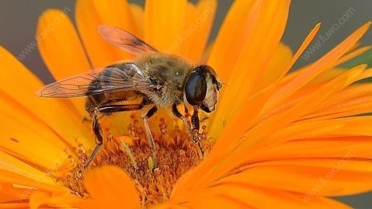 【蜜蜂知識(shí)】怎樣從蜂團(tuán)中找到蜂王? 怎樣從蜂團(tuán)中找到蜂王?