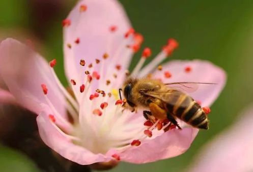 養(yǎng)中蜂的詳細技術(shù)方法要點(中蜂養(yǎng)殖發(fā)展快的技巧) 養(yǎng)中蜂的詳細技術(shù)方法要點(中蜂養(yǎng)殖發(fā)展快的技巧)
