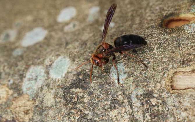 牛角蜂蟄了幾天才算恢復（牛角蜂蟄了多久過危險期）