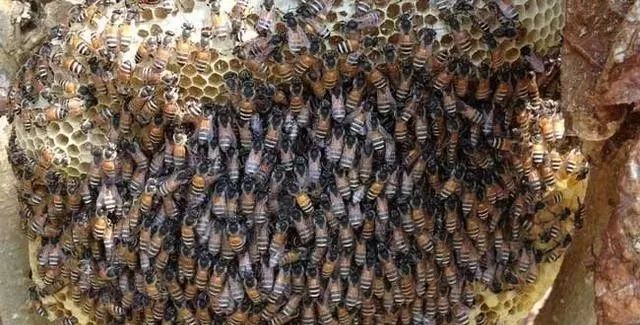 蜜蜂過冬最低溫度是零下多少度(蜜蜂冬天保溫和存活溫度要求) 蜜蜂過冬最低溫度是零下多少度(蜜蜂冬天保溫和存活溫度要求)