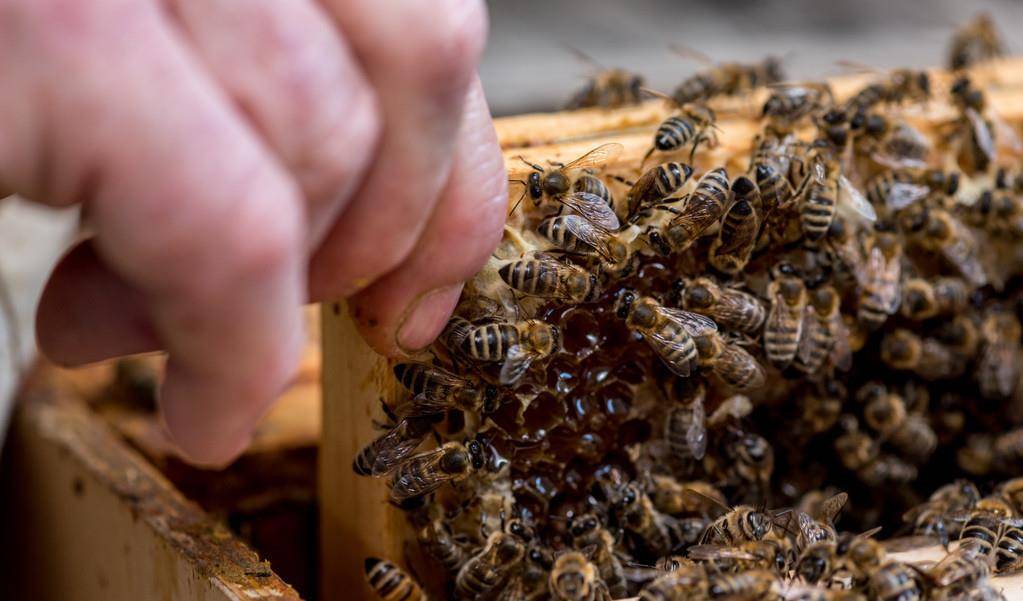 蜜蜂過冬最低溫度是零下多少度(蜜蜂冬天保溫和存活溫度要求) 蜜蜂過冬最低溫度是零下多少度(蜜蜂冬天保溫和存活溫度要求)