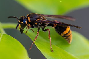 胡蜂的采食范圍有多大（胡蜂離巢多遠(yuǎn)找吃的）