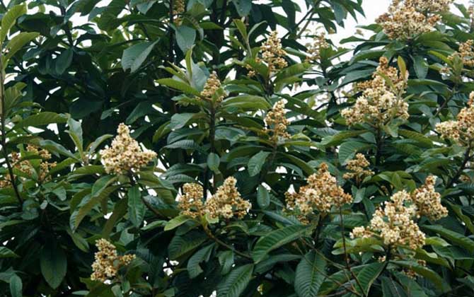 枇杷樹分泌蜜嗎(枇杷有蜜嗎) 枇杷樹分泌蜜嗎(枇杷有蜜嗎)