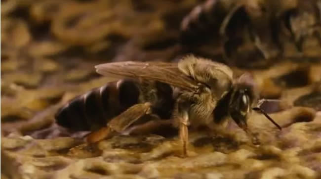 第一個蜂王怎么產生的 第一個蜂王怎么產生的