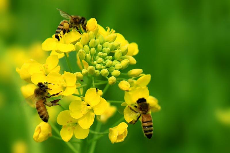 【蜜蜂知識】馬蜂和蜜蜂的區別 馬蜂和蜜蜂的區別