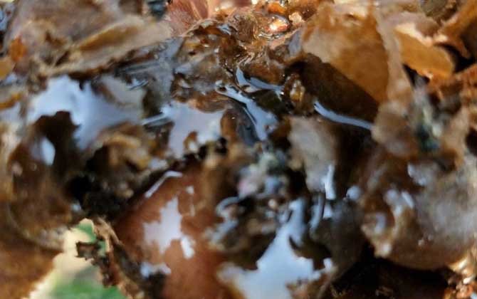 酸蜂蜜的價(jià)格是多少(云南酸蜂蜜多少錢一斤) 酸蜂蜜的價(jià)格是多少(云南酸蜂蜜多少錢一斤)