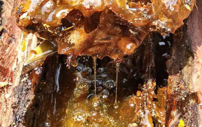 酸蜂蜜的價(jià)格是多少(云南酸蜂蜜多少錢一斤) 酸蜂蜜的價(jià)格是多少(云南酸蜂蜜多少錢一斤)