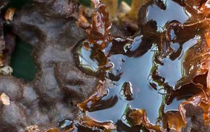 酸蜂蜜的價(jià)格是多少(云南酸蜂蜜多少錢一斤) 酸蜂蜜的價(jià)格是多少(云南酸蜂蜜多少錢一斤)