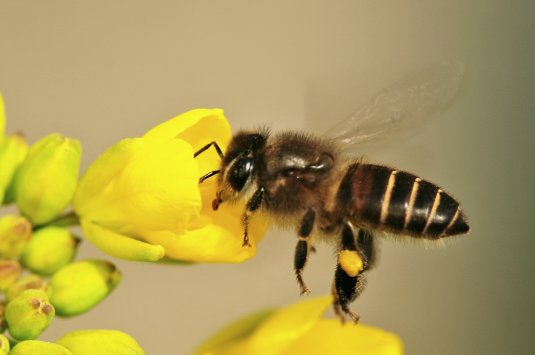 云南能不能養(yǎng)阿壩中蜂(?阿壩中蜂王可以介入云南野生蜂群中嗎) 云南能不能養(yǎng)阿壩中蜂(?阿壩中蜂王可以介入云南野生蜂群中嗎)