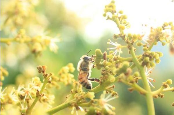 養(yǎng)蜂怎樣防止蜂王逃跑(最有效的控制蜂王逃跑方法) 養(yǎng)蜂怎樣防止蜂王逃跑(最有效的控制蜂王逃跑方法)