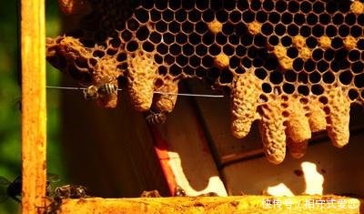 養(yǎng)蜂怎樣防止蜂王逃跑(最有效的控制蜂王逃跑方法) 養(yǎng)蜂怎樣防止蜂王逃跑(最有效的控制蜂王逃跑方法)