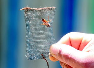 養(yǎng)蜂怎樣防止蜂王逃跑(最有效的控制蜂王逃跑方法) 養(yǎng)蜂怎樣防止蜂王逃跑(最有效的控制蜂王逃跑方法)