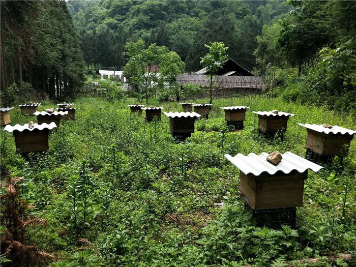 【蜜蜂養殖】如何養蜂才能賺錢?有什么秘訣嗎?養蜂賺錢的必備條件! 如何養蜂才能賺錢?有什么秘訣嗎?養蜂賺錢的必備條件!