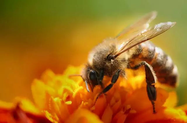 蜜蜂換哪個季節的蜂王好(春王 夏王 秋王 冬王你會選哪種王) 蜜蜂換哪個季節的蜂王好(春王 夏王 秋王 冬王你會選哪種王)