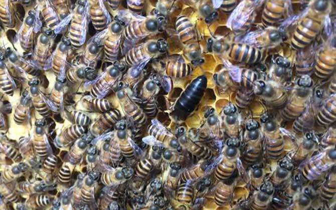 怎樣人工培育優(yōu)質(zhì)蜂王？