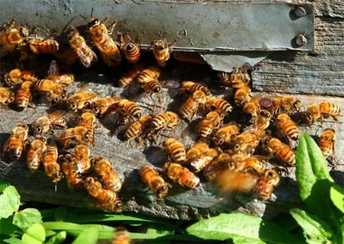 【蜜蜂養殖】養蜜蜂需要投資多少錢? 養蜜蜂需要投資多少錢?