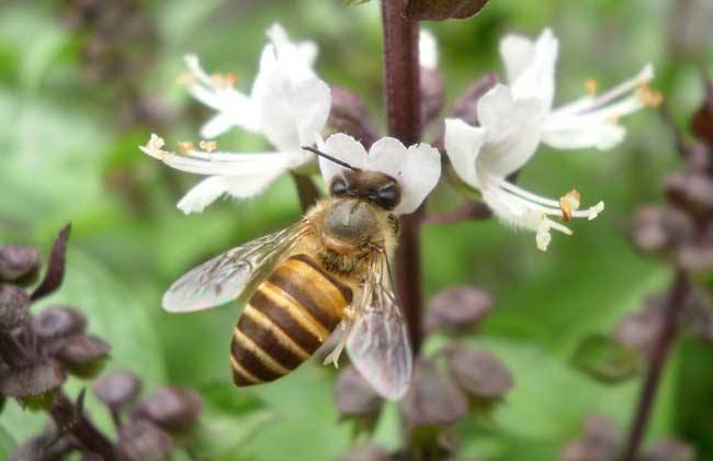 【蜜蜂養殖】養蜜蜂需要投資多少錢? 養蜜蜂需要投資多少錢?