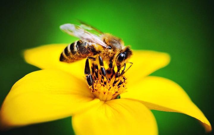 松丹一號后代可作種王嗎(如何科學使用良種蜂王) 松丹一號后代可作種王嗎(如何科學使用良種蜂王)