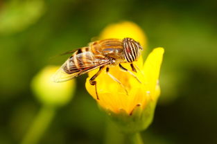 松丹一號后代可作種王嗎(如何科學使用良種蜂王) 松丹一號后代可作種王嗎(如何科學使用良種蜂王)