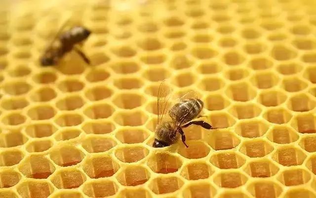 工蜂產(chǎn)卵也會有王臺嗎（蜜蜂工產(chǎn)又有王臺怎么辦）