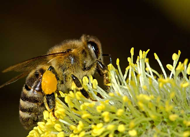 喀爾巴阡蜂品種構成與散布(喀爾巴阡蜂品種構成與散布) 喀爾巴阡蜂品種構成與散布(喀爾巴阡蜂品種構成與散布)