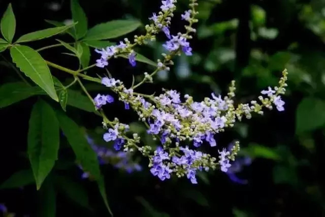 中國四大蜜源植物指的是哪四種？(附帶四種蜜源植物介紹)