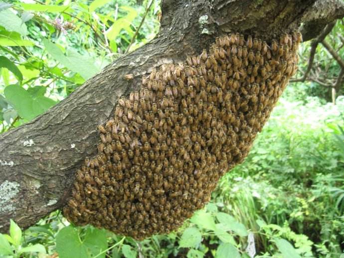 家養(yǎng)蜜蜂冬季怎么保暖？