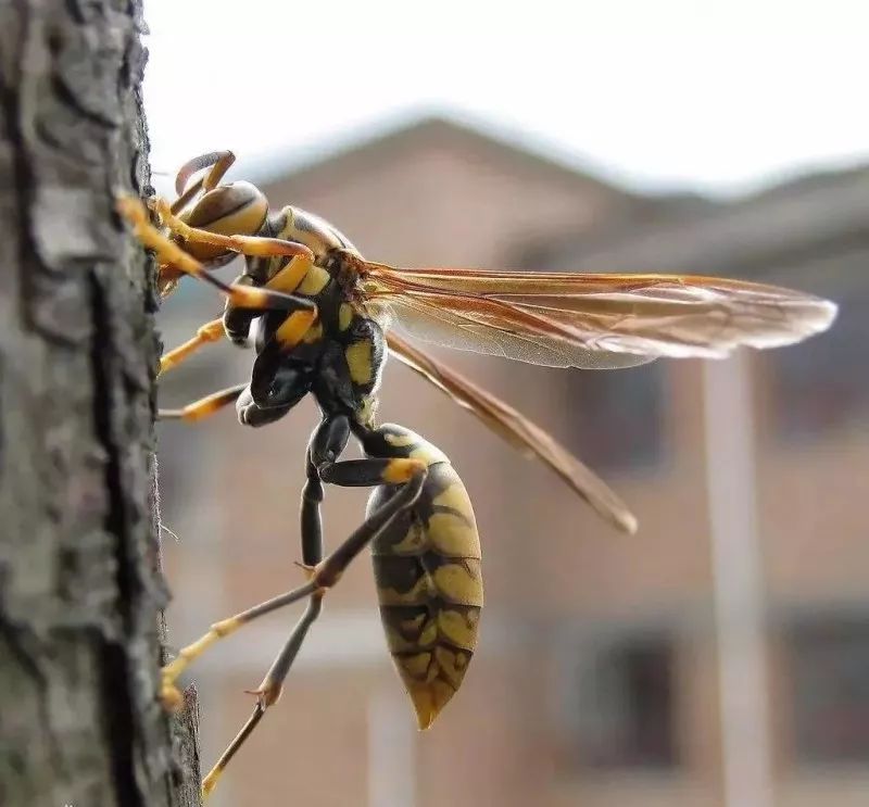 馬蜂的種類有哪些（常見的馬蜂種類有幾種）