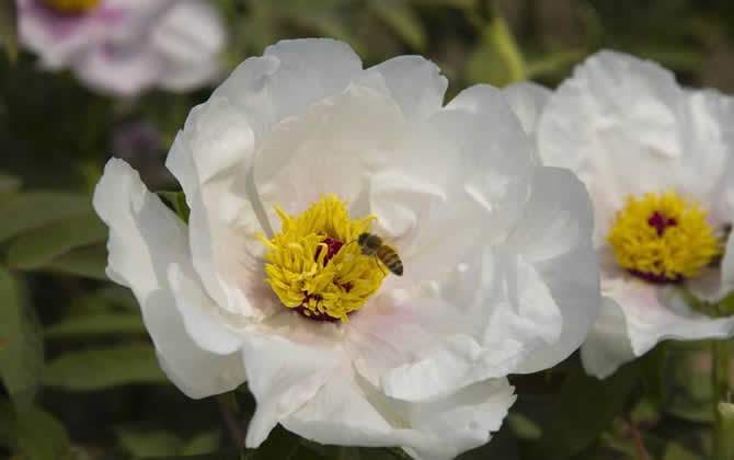 誘蜂的訣竅及注意事項 誘蜂訣竅