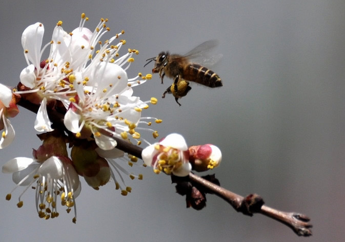 【蜜蜂知識(shí)】蜂王不產(chǎn)卵是什么原因? 蜂王不產(chǎn)卵是什么原因?