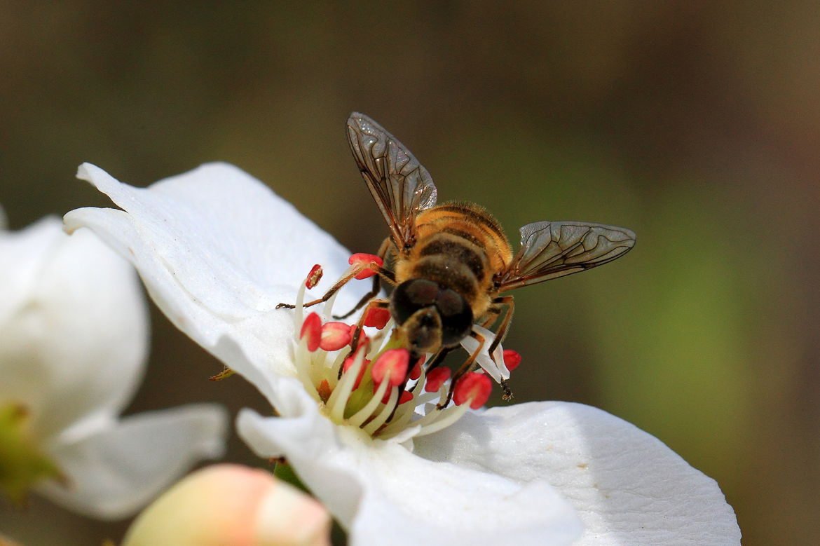 最新中蜂標準蜂箱參考價格（中蜂蜂箱多少錢一個