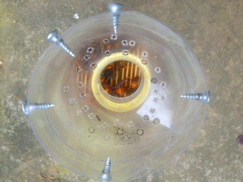 中國大虎頭蜂怎么誘捕（捕捉虎頭蜂的步驟）