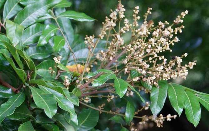 龍眼樹的流蜜期(龍眼流蜜期是多久) 龍眼樹的流蜜期(龍眼流蜜期是多久)