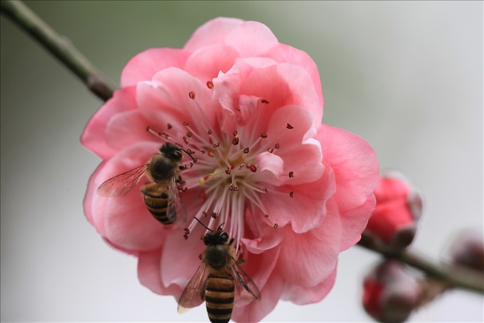 【蜜蜂知識(shí)】中蜂囚王后處女王會(huì)分蜂嗎? 中蜂囚王后處女王會(huì)分蜂嗎?