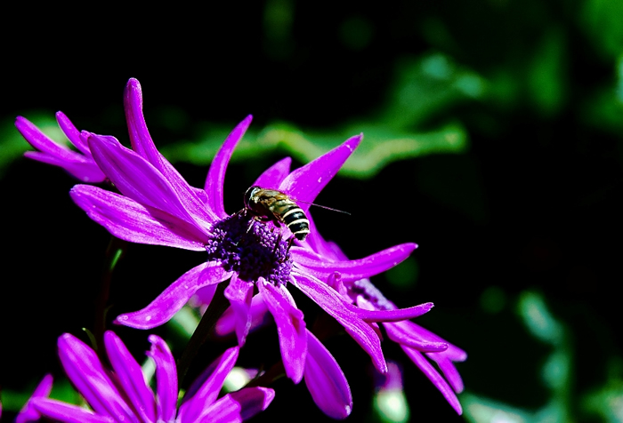 【蜜蜂知識(shí)】中蜂囚王后處女王會(huì)分蜂嗎? 中蜂囚王后處女王會(huì)分蜂嗎?
