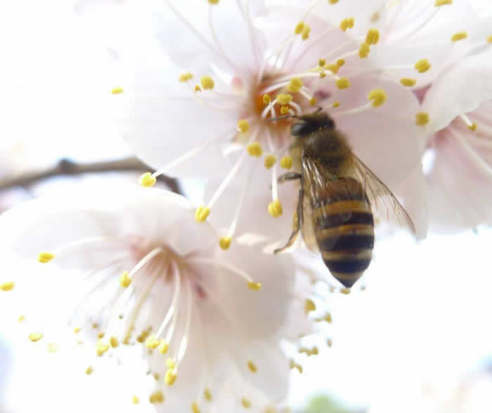【蜜蜂知識(shí)】中蜂囚王后處女王會(huì)分蜂嗎? 中蜂囚王后處女王會(huì)分蜂嗎?