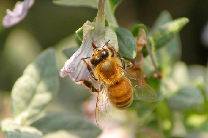 【蜜蜂知識(shí)】中蜂囚王后處女王會(huì)分蜂嗎? 中蜂囚王后處女王會(huì)分蜂嗎?