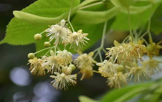 常見開花的蜜源植物有哪些?(花期、蜜粉量、流蜜規律) 常見開花的蜜源植物有哪些?(花期、蜜粉量、流蜜規律)
