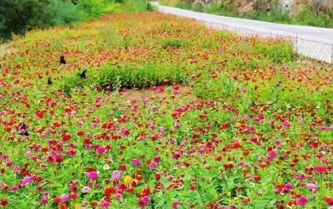 常見開花的蜜源植物有哪些?(花期、蜜粉量、流蜜規律) 常見開花的蜜源植物有哪些?(花期、蜜粉量、流蜜規律)