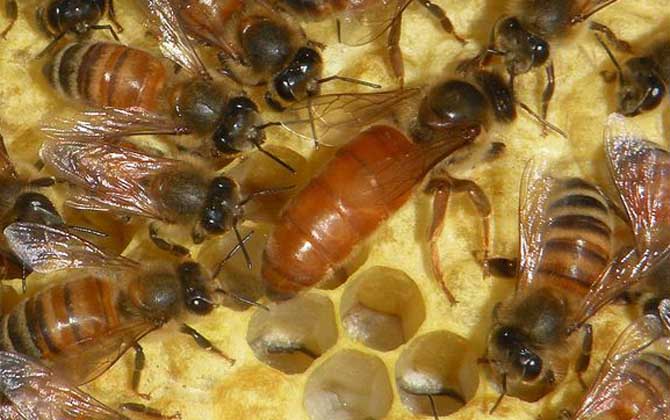 蜂王產卵多少天出工蜂(蜂王產卵多少天出工蜂) 蜂王產卵多少天出工蜂(蜂王產卵多少天出工蜂)