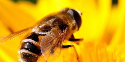 華南中蜂與阿壩中蜂能合并嗎(兩個(gè)蜂群都有王可以合并嗎) 華南中蜂與阿壩中蜂能合并嗎(兩個(gè)蜂群都有王可以合并嗎)